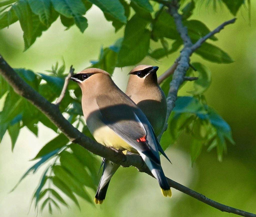 Cedar Waxwings, 6/09, Chester Co., PA by Kelly Colgan Azar is licensed under CC BY-ND 2.0